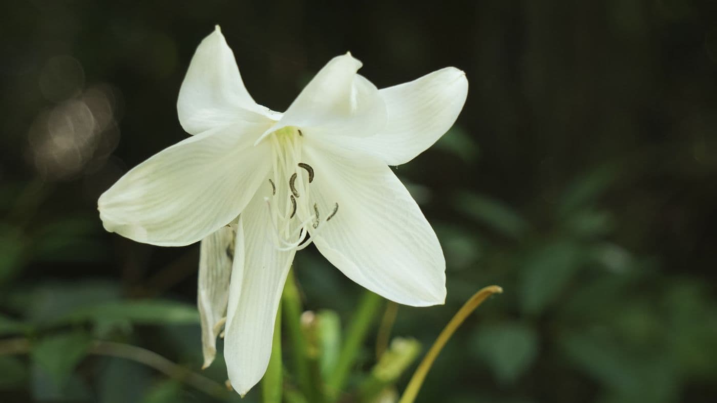 Blanca vida