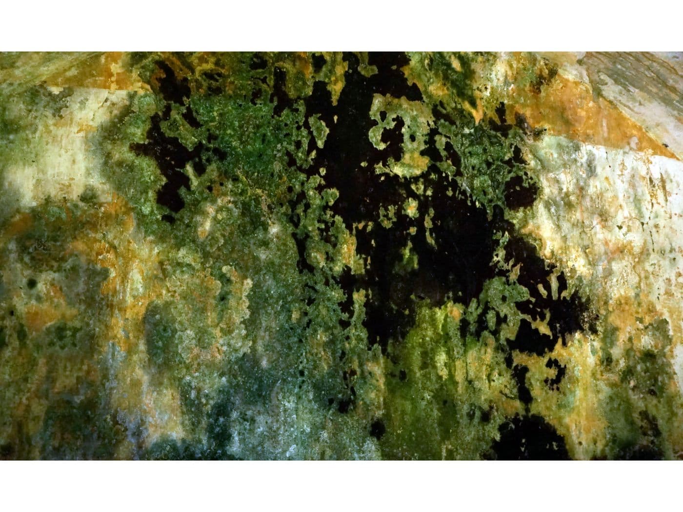 Microcosmos